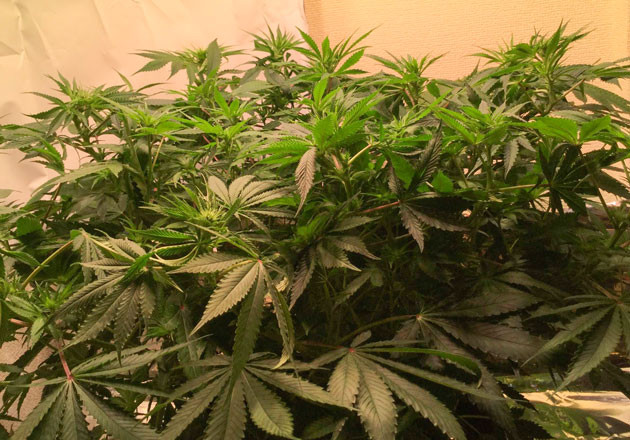 Blueberry Headband от Humboldt: прогресс налицо Уход за цветущим кустом: новые высоты и удобрения