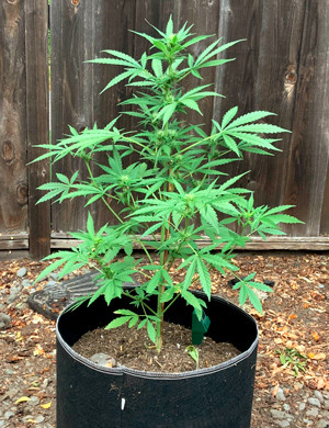Появление запаха на 6 неделе Куст конопли высотой 70 см