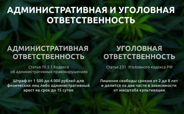 Административная и уголовная ответственность