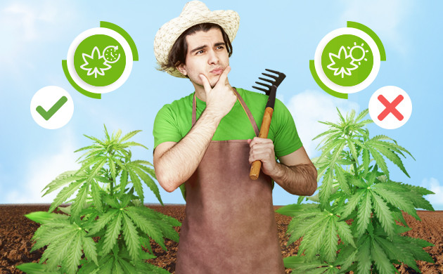 Какой сорт выбрать Выбор сорта