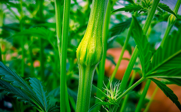 Аккуратное сгибание стебля без его перелома Контролируемый суперкроппинг