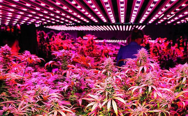 Развитие технологий ламп для марихуаны