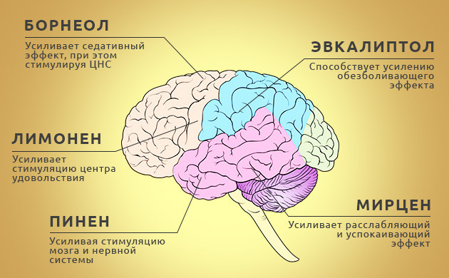 Свойства основных терпенов конопли 5 главных терпенов конопли и их свойства
