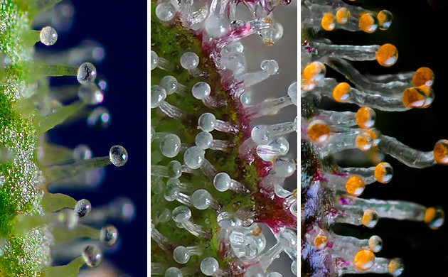 Прозрачные, мутные и янтарные трихомы