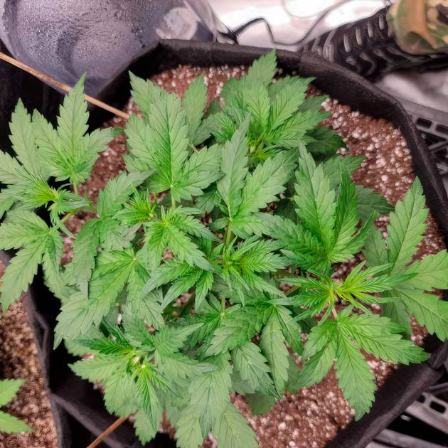 Куст Hellfire OG Auto на 4 неделе выращивания