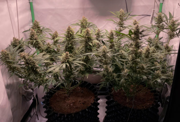 Развитие соцветий Кусты Apricot Auto от FastBuds на 8 неделе