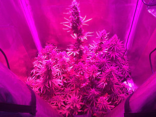 Созревшее растение марихуаны Gorilla Auto от Семяныча Gorilla Auto выращенная в гроубоксе