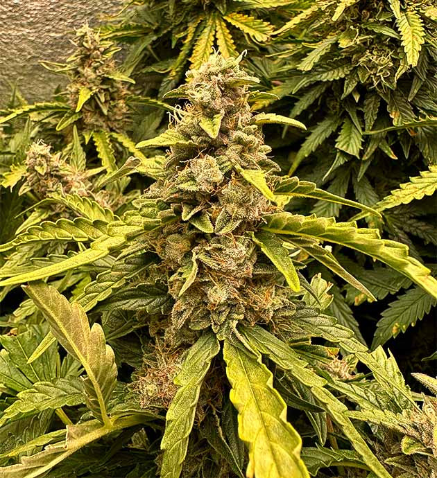 Рост шишек конопли