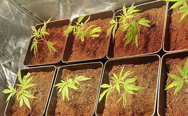 Первая неделя клонов Высаженные в субстрат клоны