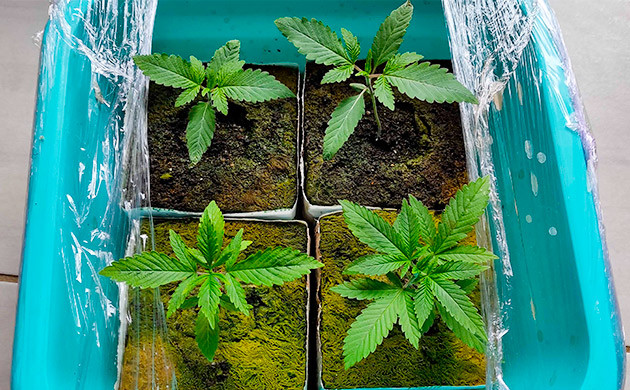 проращивание на первой неделе