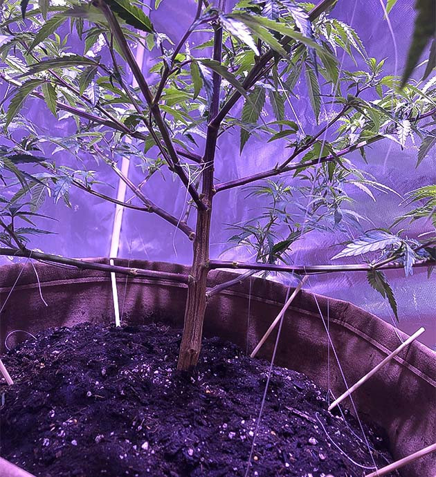 Blueberry Muffin: дефолиация и рост