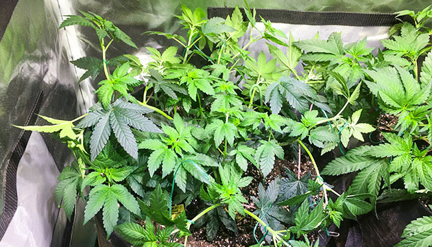 7 и 8 недели выращивания Tropicanna Banana