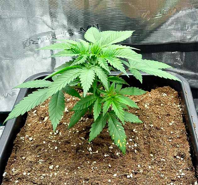 Появление белых пятен на листе конопли Растишка Biscotti Mintz на стадии вегетации