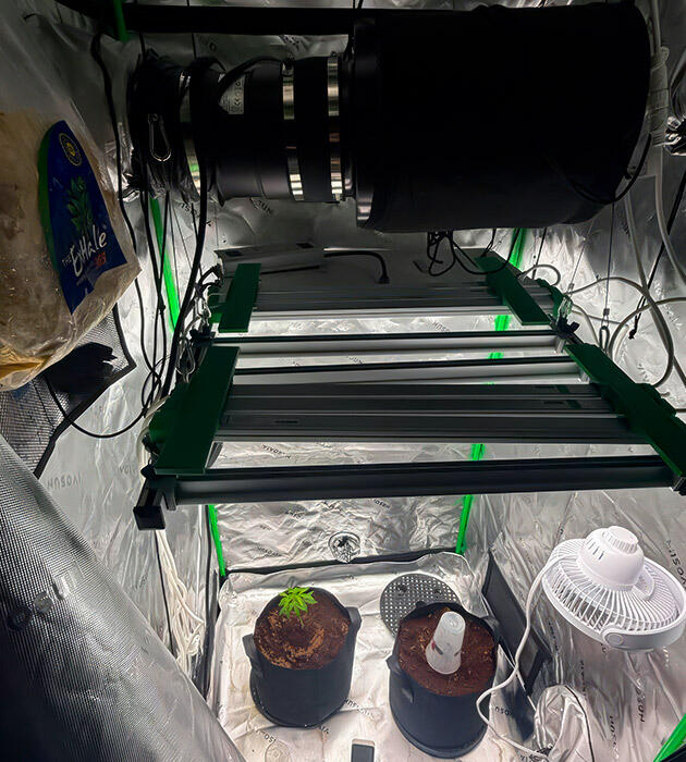 Выравнивание кусту уровня pH Растишки Mellowz от Compound Genetics на 4 неделе