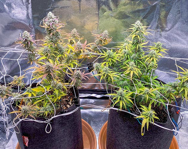 Уход за автоцветами на расстоянии Развитие соцветий Wedding Cake Auto к седьмой неделе