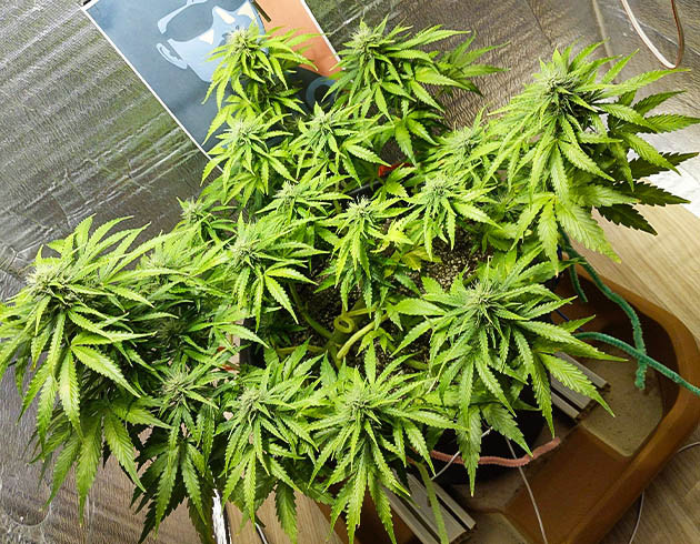 Цветущий Pharaoh Auto в боксе