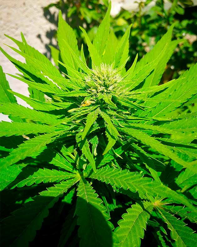 Формирование соцветий конопли