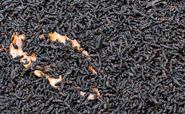 Использование гуано для обогащения почвы