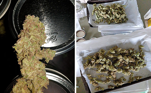 Урожай марихуаны составил 164 грамм Собранный урожай