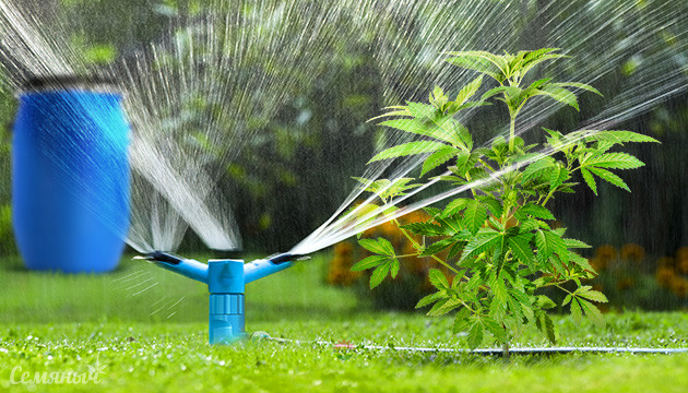 Система автополива конопли