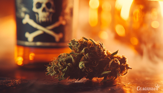 Новое исследование об опасности конопли по сравнению с алкоголем