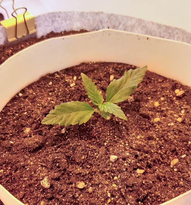 Рост марихуаны Росток Zkittlez Auto