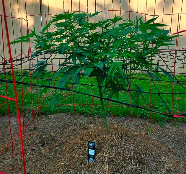 Марихуана на 9 неделе роста