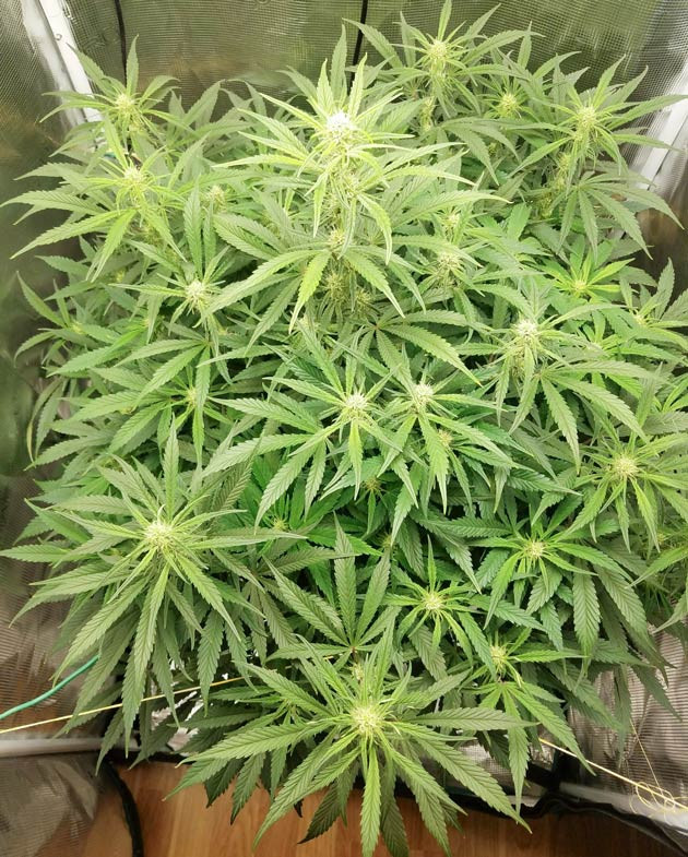 Новые добавки для Bruce Banner Auto