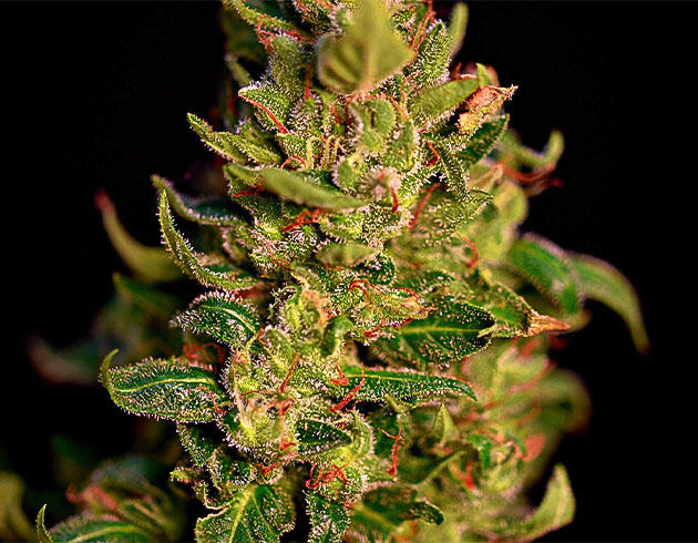Big Bud Auto от Herbies Seeds