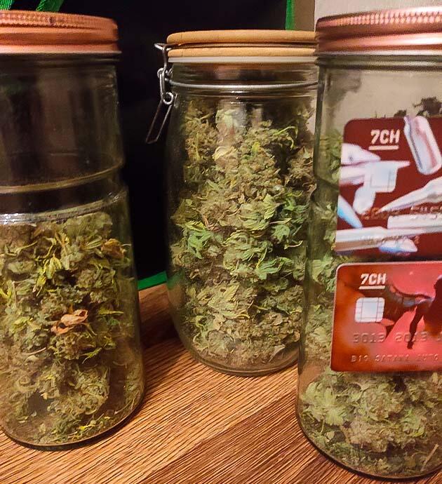 Сбор урожая и впечатления от грова Харвест Black Widow