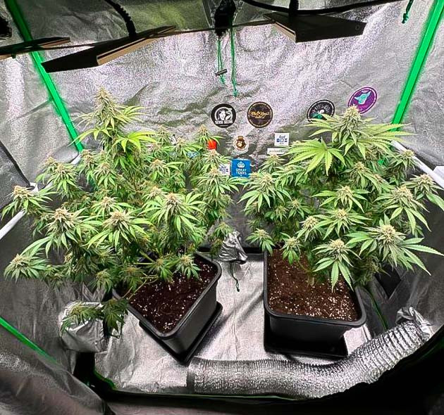 Травянистые и цитрусовые нотки Кусты Biscotti Mintz от Barney's Farm на 13 неделе выращивания