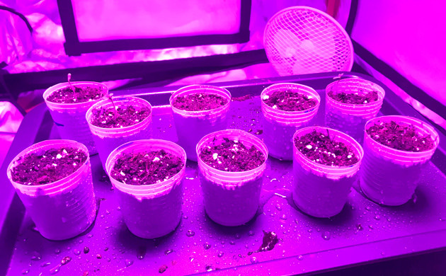 Высадка в небольшие стаканчики Стаканы с семенами