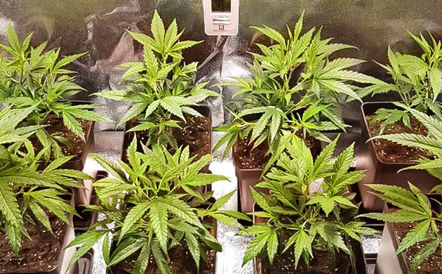 Середина третьей недели Jack Herer на третьей неделе