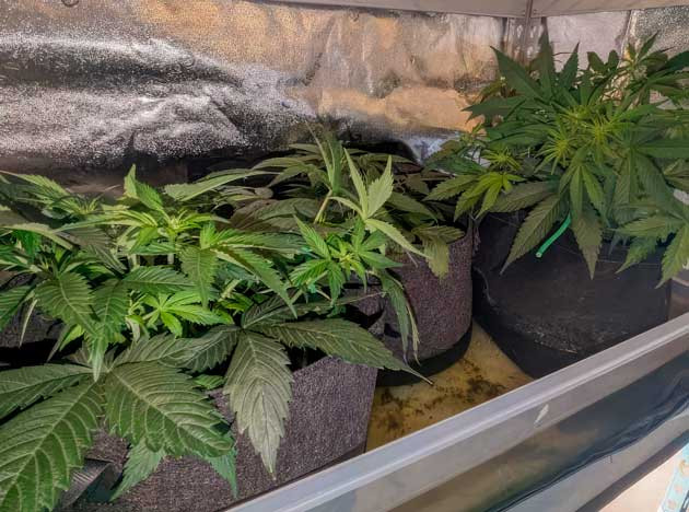 Активная вегетация каннабиса Марихуана ростом 30 см