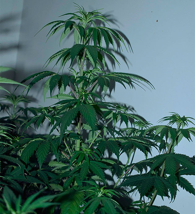 Метод Low Stress Training Применение техники LST