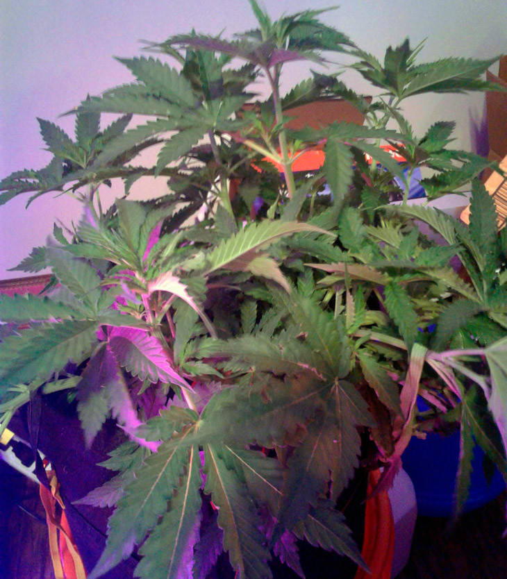 Применение техники LST-подгиба Куст Scout Cookies auto ростом 35,4 см