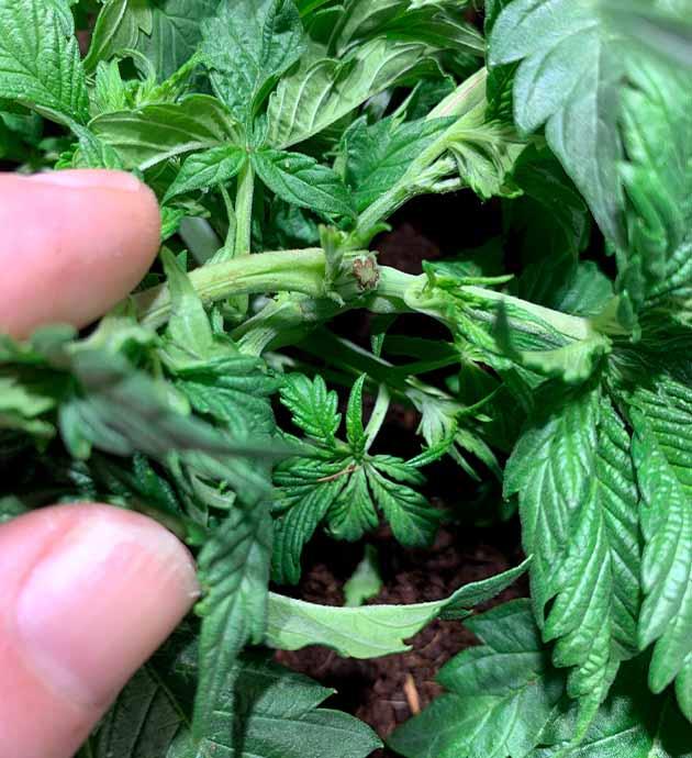 Конопля после топпинга с активным ростом боковых побегов