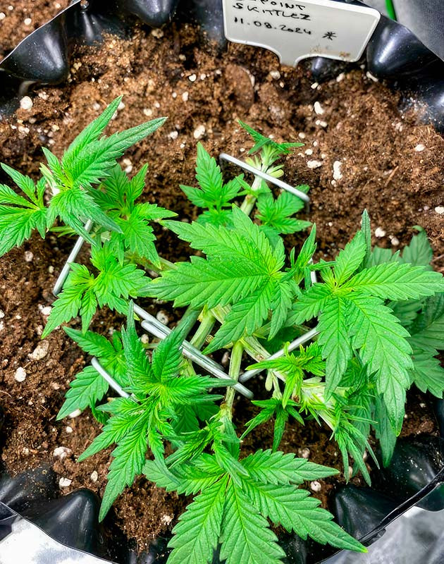 Проведение LST-тренировки Растишка Gorilla Zkittlez Auto от FastBuds на стадии вегетации