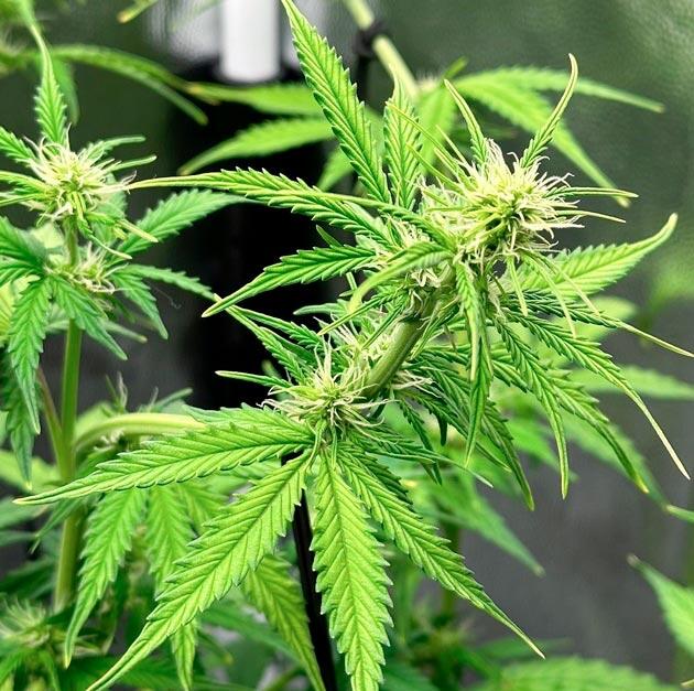 Куст Auto Critical Lemon CBD на фазе цветения