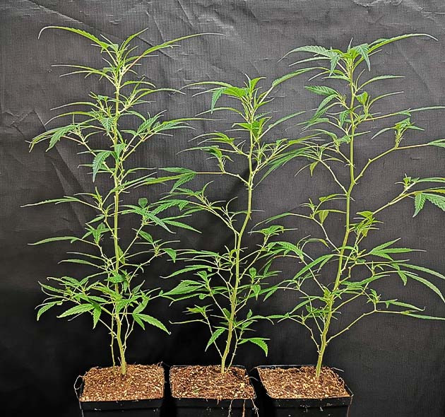 Три длинных и тонких клона