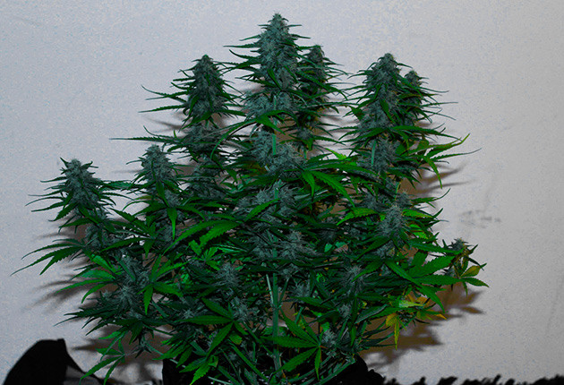 Активный набор массы шишек Большие соцветия покрывающие ветви