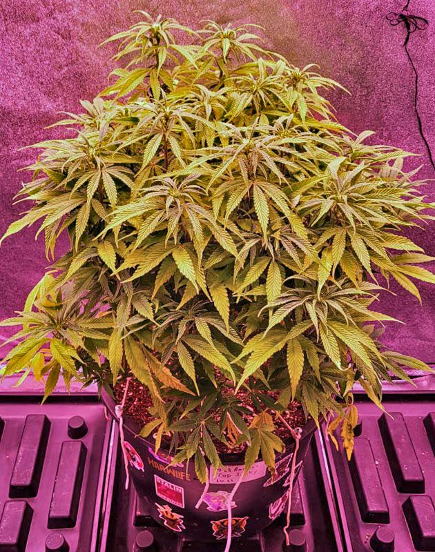 Цветение каннабиса