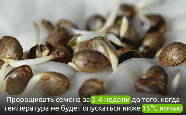 Старт аутдорного сезона: индор и автоцветы