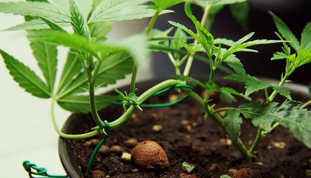 Низко-стрессовый подгиб конопли Метод LST подгиба