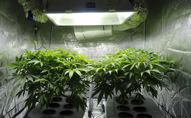 Одновременное освещение кустов разных генетик Освещение при выращивании разных сортов конопли