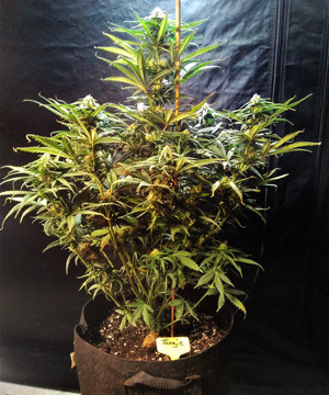 Четвертая неделя цветения Куст марихуаны ростом 66 см