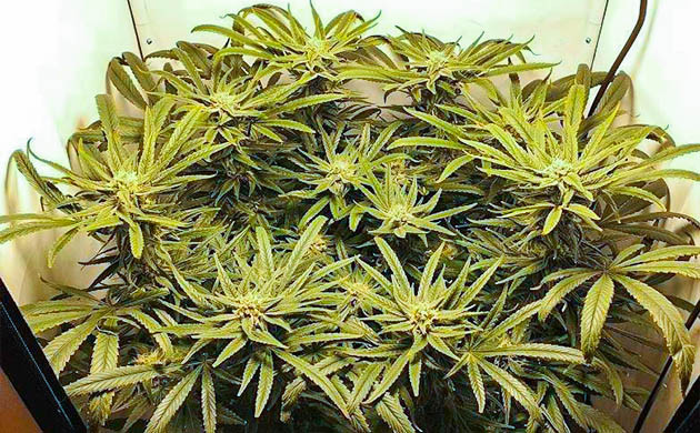 Цветущий куст на 15 неделе выращивания Цветущий куст Green Gelato