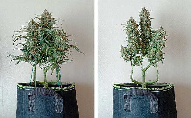  10 неделя выращивания White Widow Auto