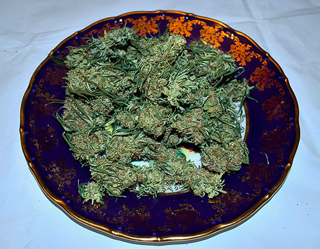 Впечатления от сорта Blueberry X Полученный урожай