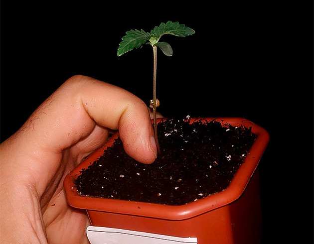 Проращивание марихуаны Росток Lemon Tree ростом 5 см